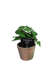 Basil i AT pot L