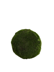Moss ball 20 cm
