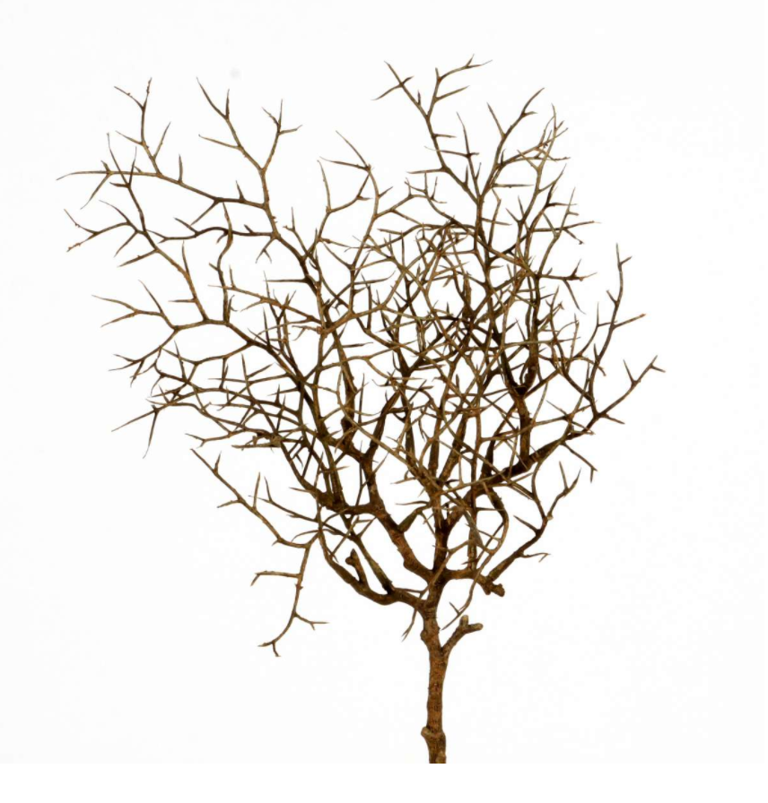 Weidenzweig, 40 cm, braun