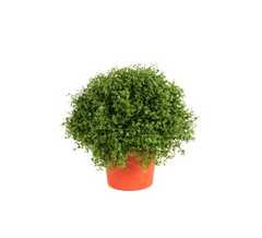 Plant in pot 20 cm