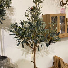 Oliventræ stort