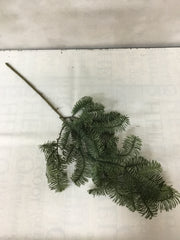 Conifer - Spruce