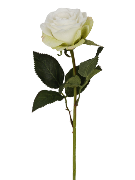 Rose x 1, Kurzstielig, 38cm,