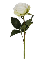 Rose x 1, Short-stemmed, 38cm,